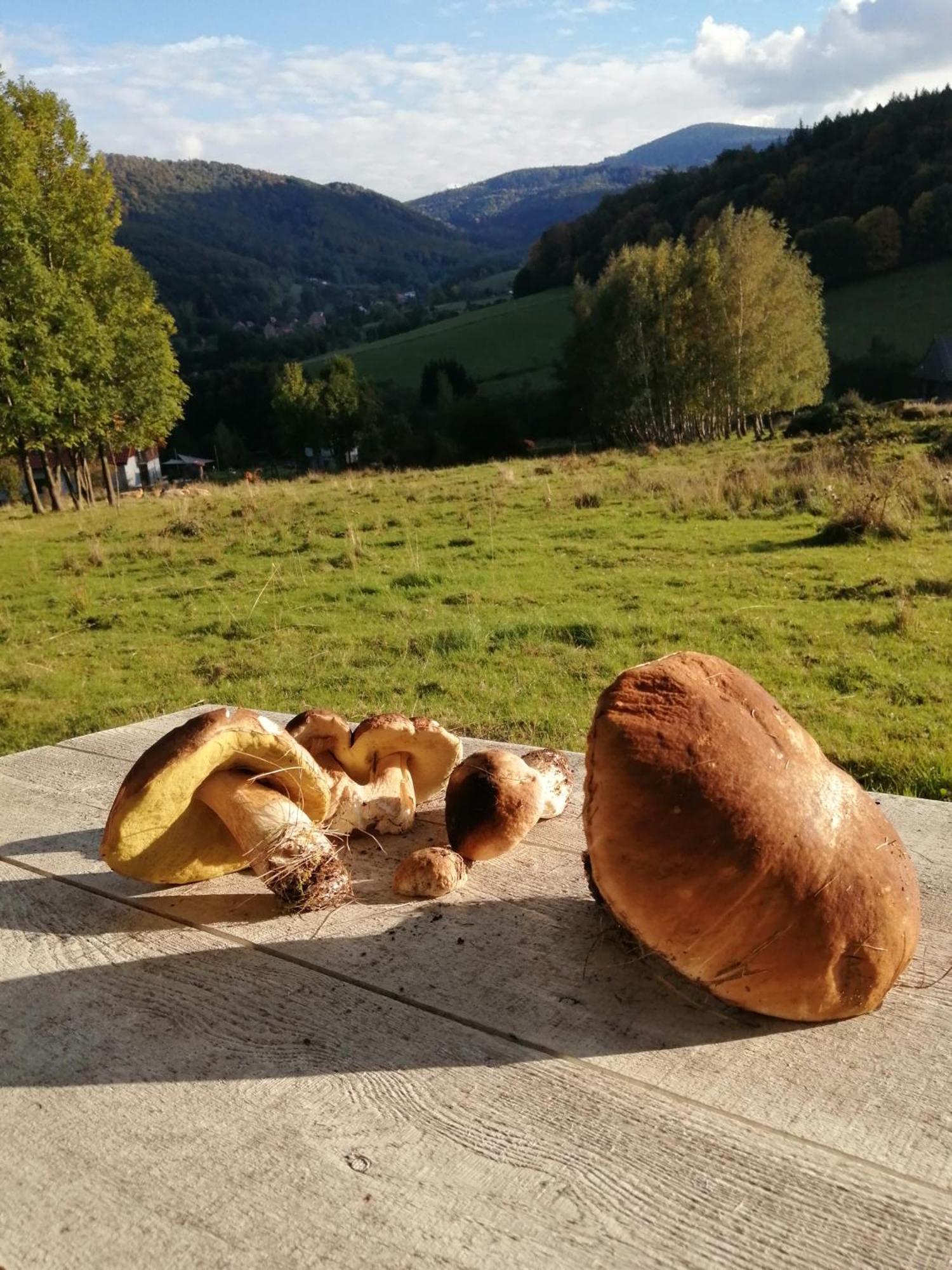 Domek W Gorach Sowich Pieszyce Zewnętrze zdjęcie